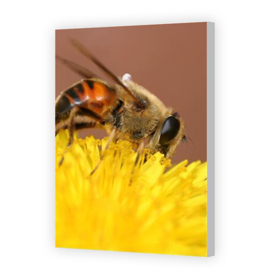 Thumbnail for Canvas - Coloured Canvas Wrap