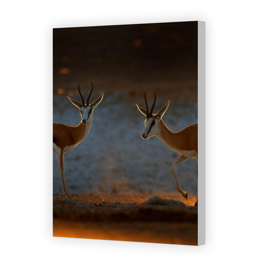Thumbnail for Canvas - Coloured Canvas Wrap
