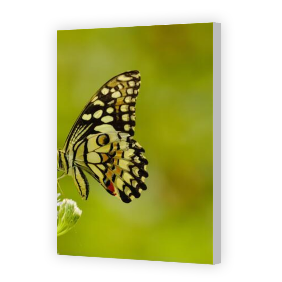Thumbnail for Canvas - Coloured Canvas Wrap