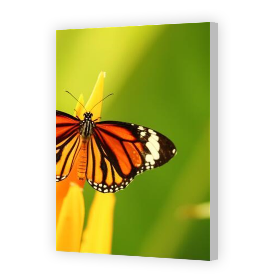 Thumbnail for Canvas - Coloured Canvas Wrap