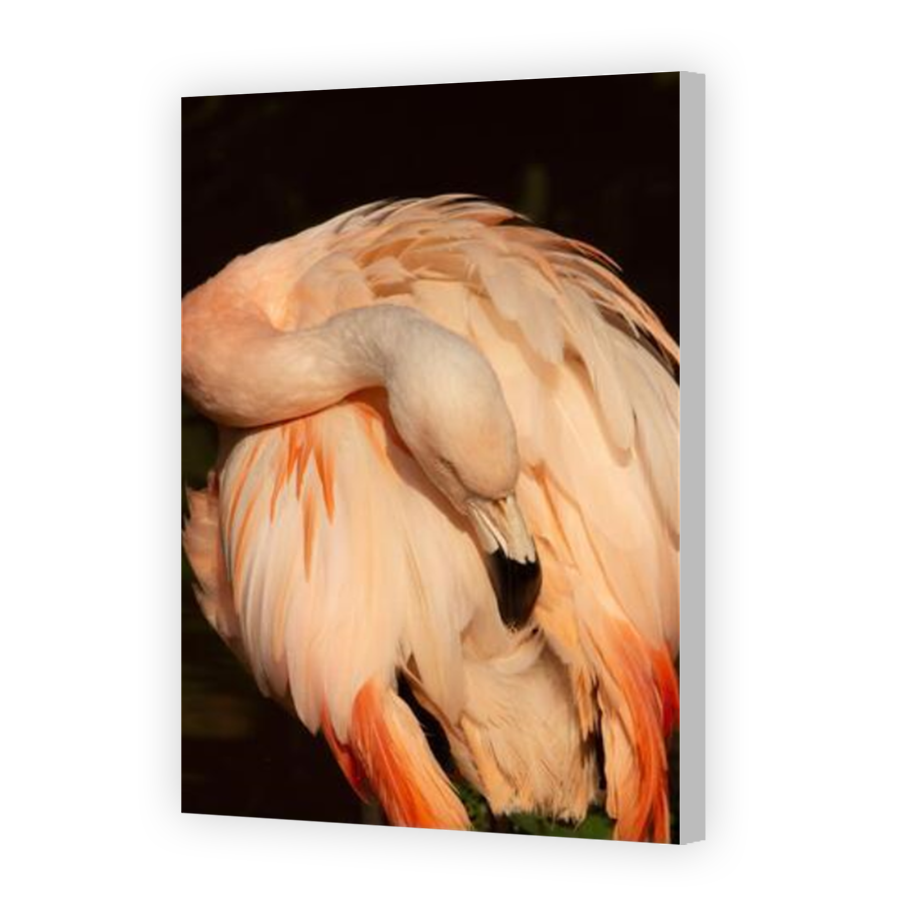 Thumbnail for Canvas - Coloured Canvas Wrap