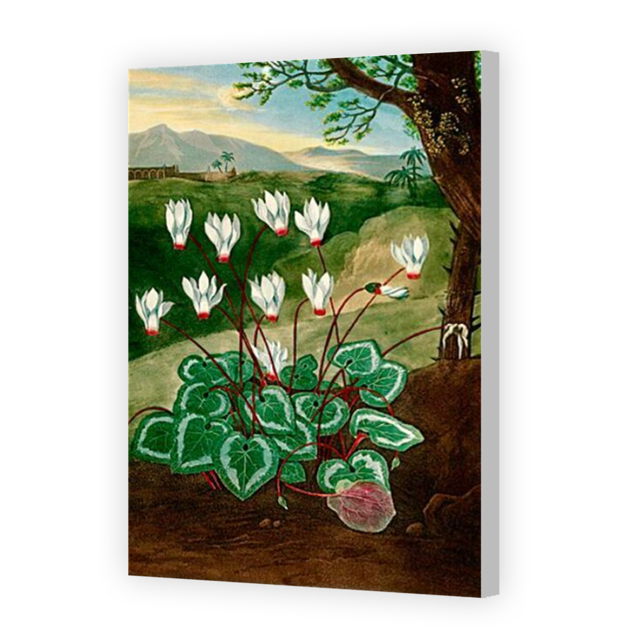 Thumbnail for Canvas - Coloured Canvas Wrap