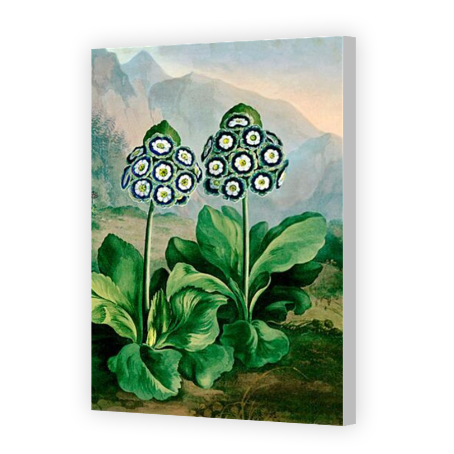 Thumbnail for Canvas - Coloured Canvas Wrap