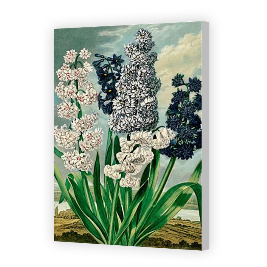 Thumbnail for Canvas - Coloured Canvas Wrap