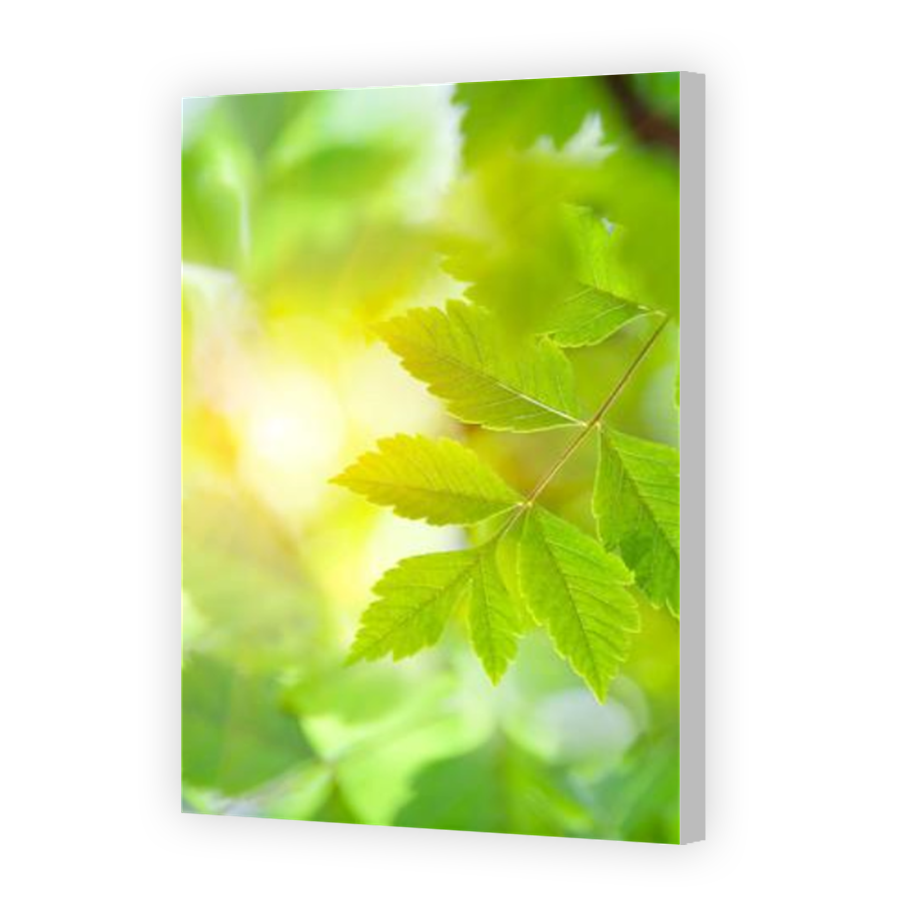 Thumbnail for Canvas - Coloured Canvas Wrap