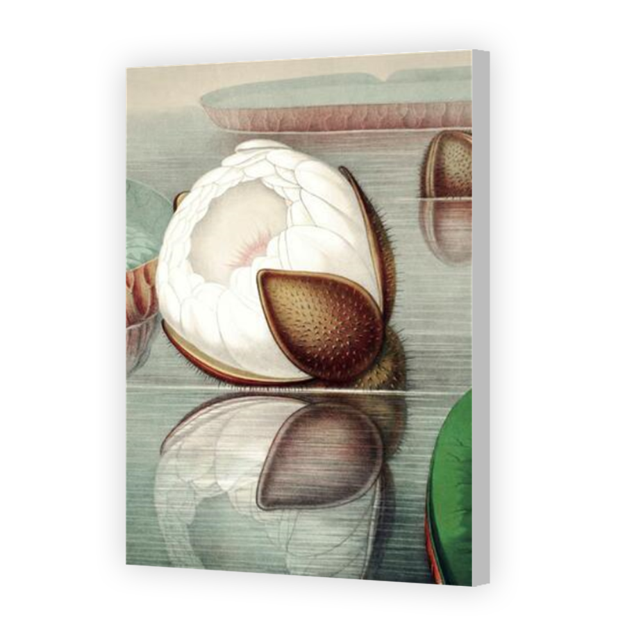Thumbnail for Canvas - Coloured Canvas Wrap