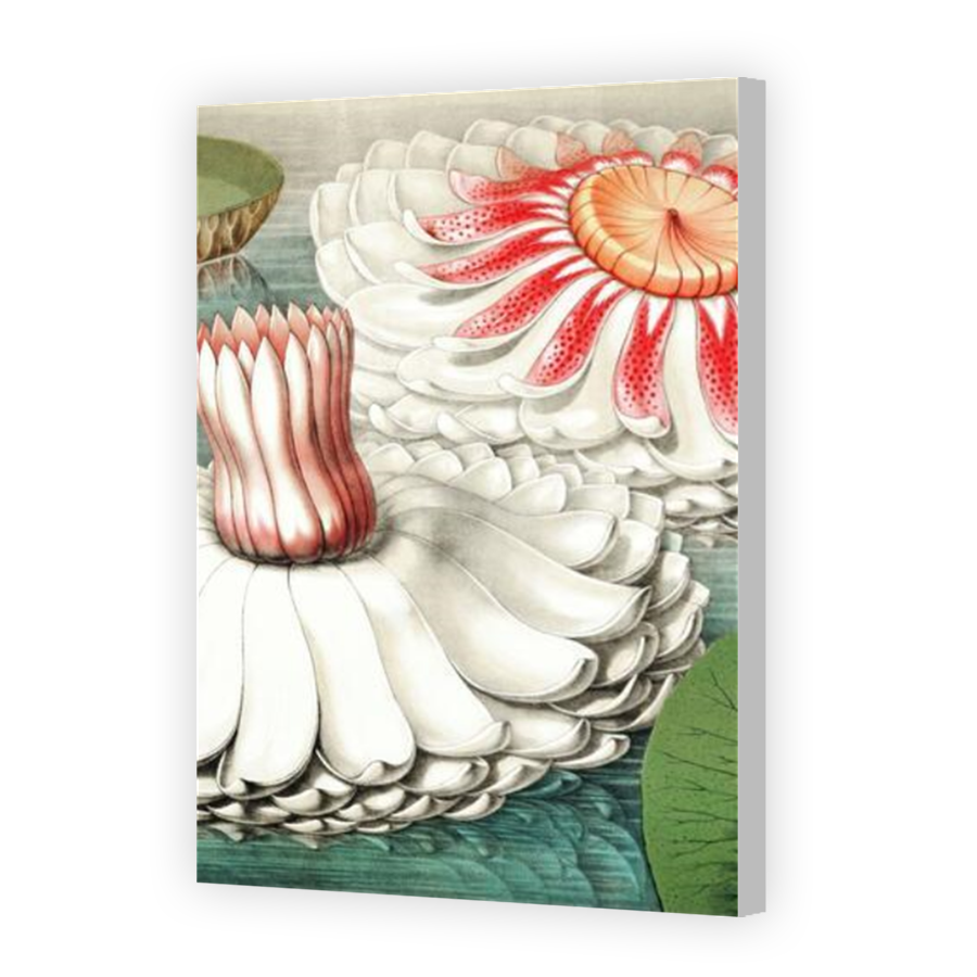 Thumbnail for Canvas - Coloured Canvas Wrap