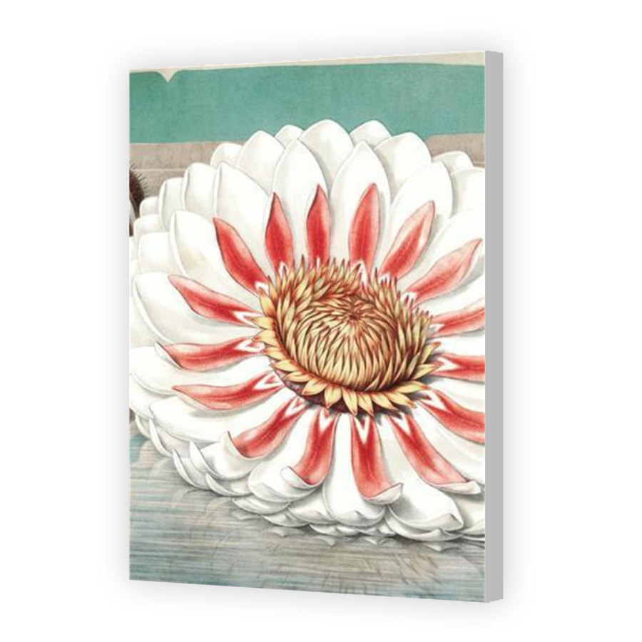 Thumbnail for Canvas - Coloured Canvas Wrap