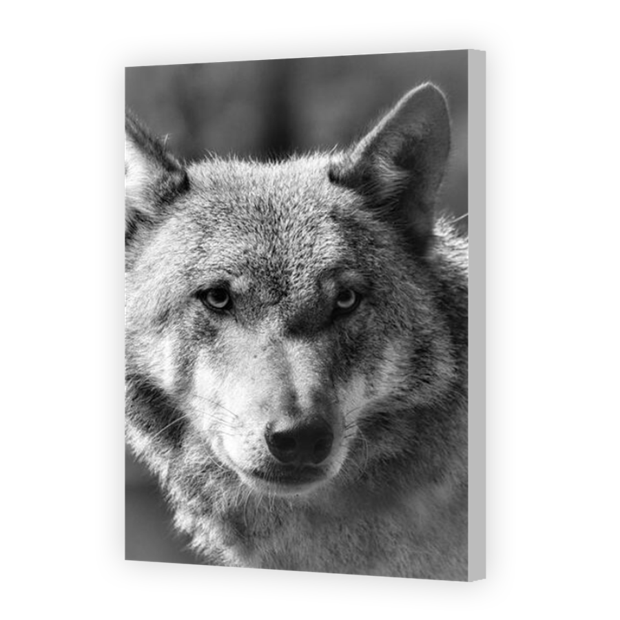 Thumbnail for Canvas - Coloured Canvas Wrap