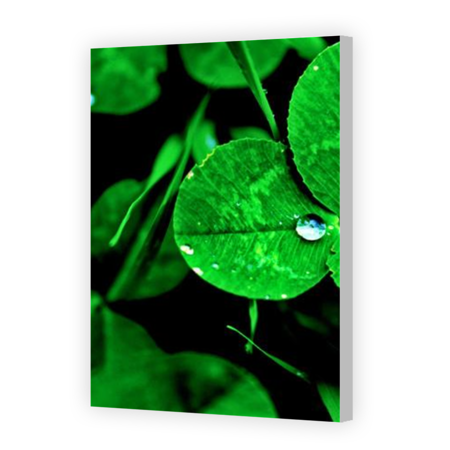Thumbnail for Canvas - Coloured Canvas Wrap