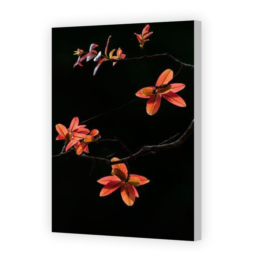 Thumbnail for Canvas - Coloured Canvas Wrap