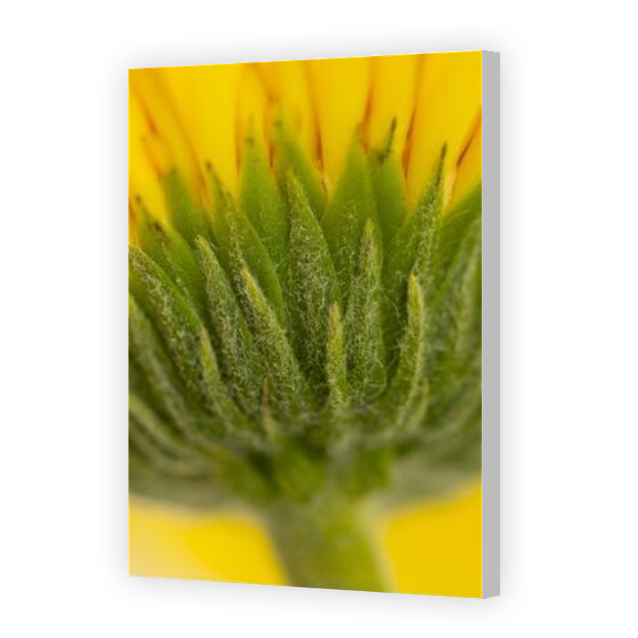 Thumbnail for Canvas - Coloured Canvas Wrap