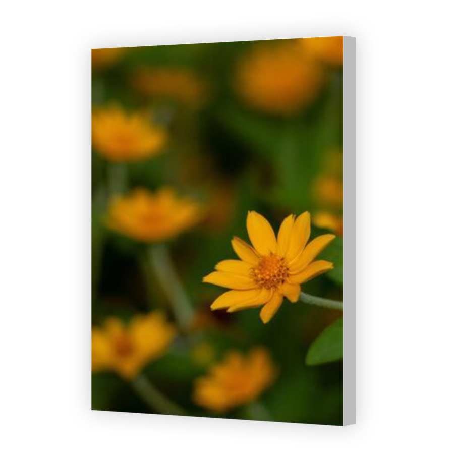 Thumbnail for Canvas - Coloured Canvas Wrap