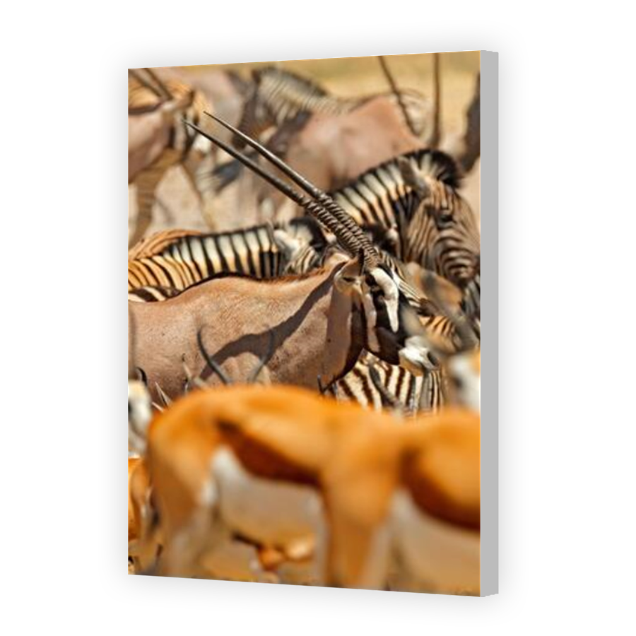 Thumbnail for Canvas - Coloured Canvas Wrap
