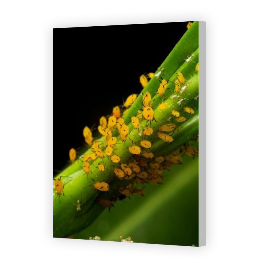 Thumbnail for Canvas - Coloured Canvas Wrap