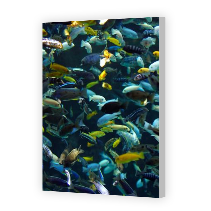 Thumbnail for Canvas - Coloured Canvas Wrap