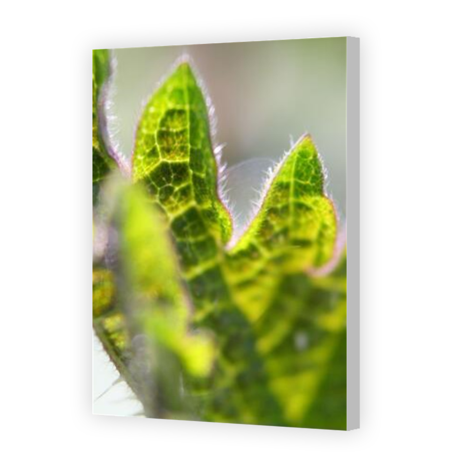 Thumbnail for Canvas - Coloured Canvas Wrap