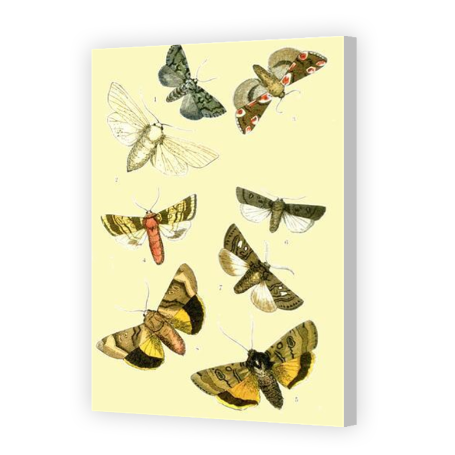 Thumbnail for Canvas - Coloured Canvas Wrap