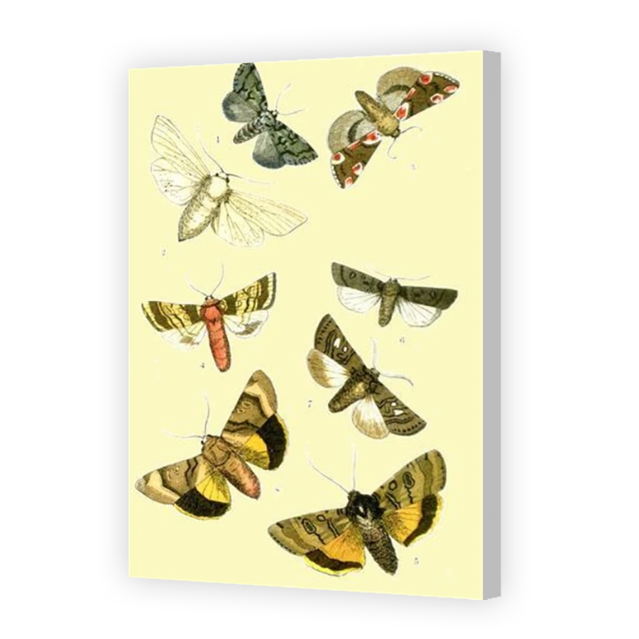 Thumbnail for Canvas - Coloured Canvas Wrap