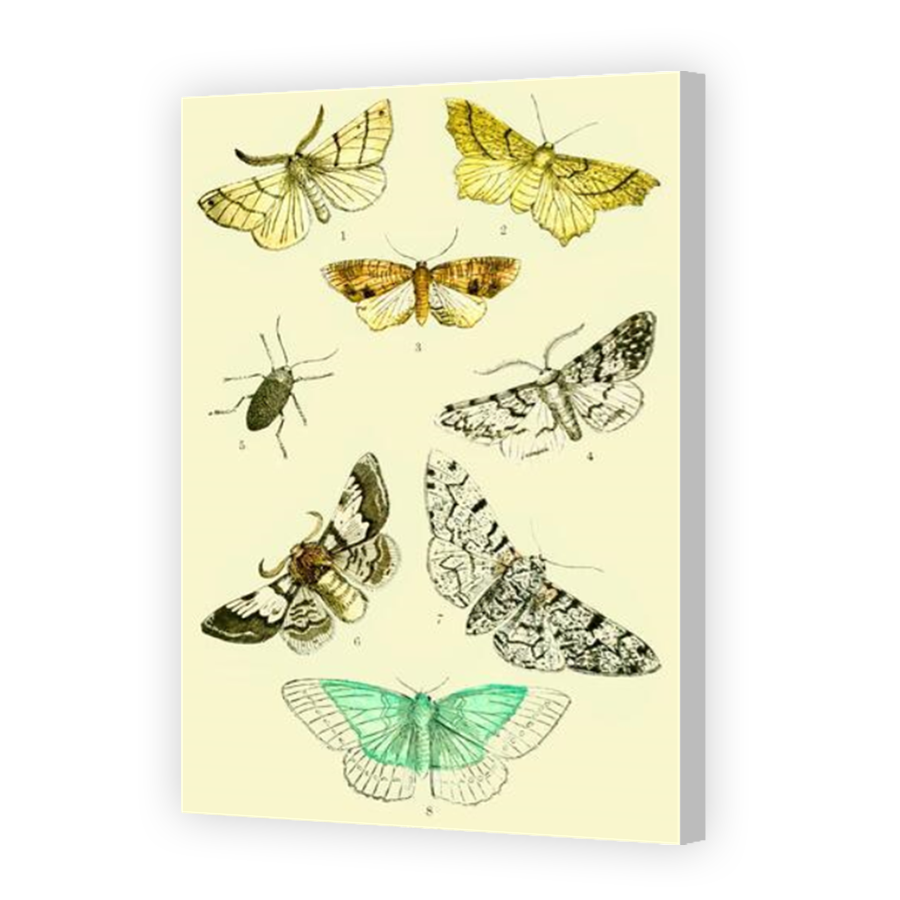 Thumbnail for Canvas - Coloured Canvas Wrap