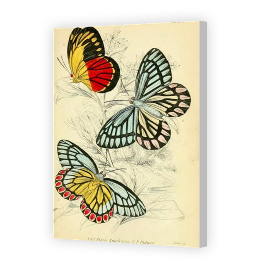 Thumbnail for Canvas - Coloured Canvas Wrap