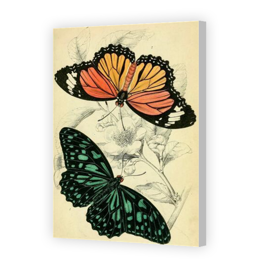 Thumbnail for Canvas - Coloured Canvas Wrap