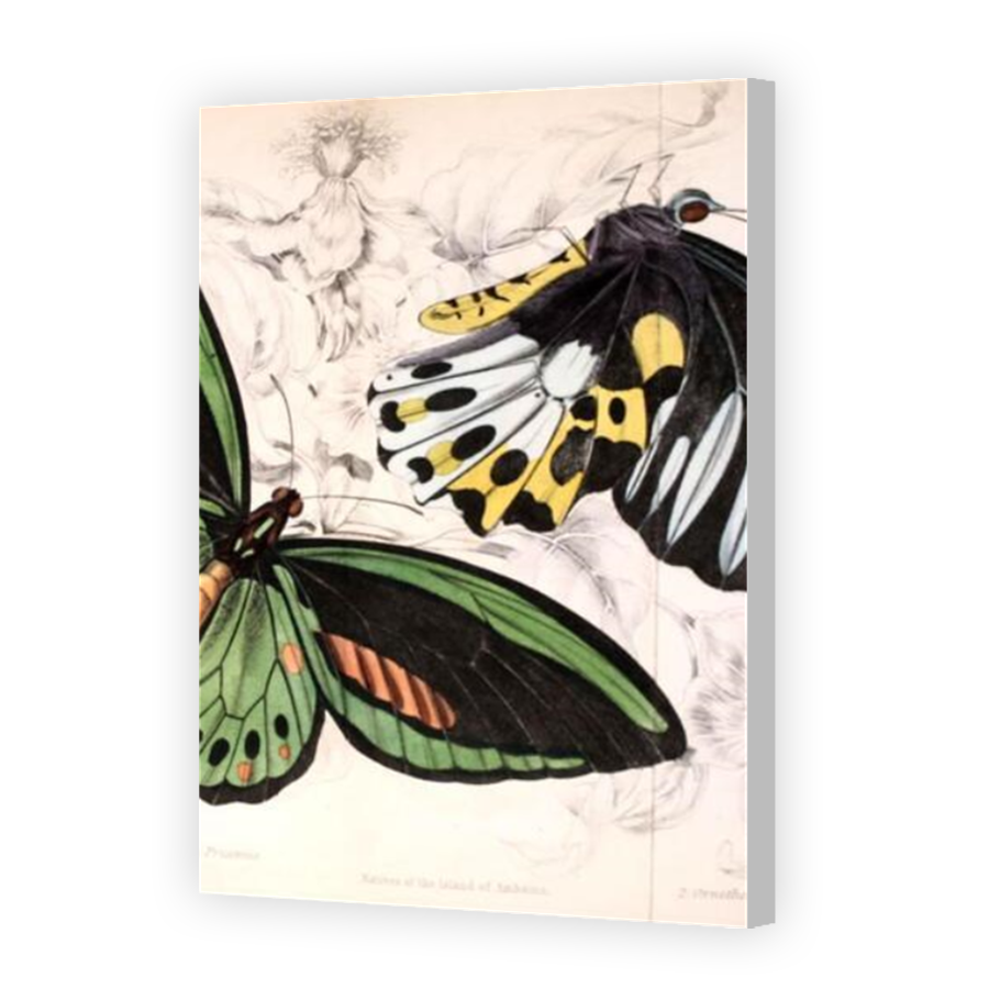 Thumbnail for Canvas - Coloured Canvas Wrap