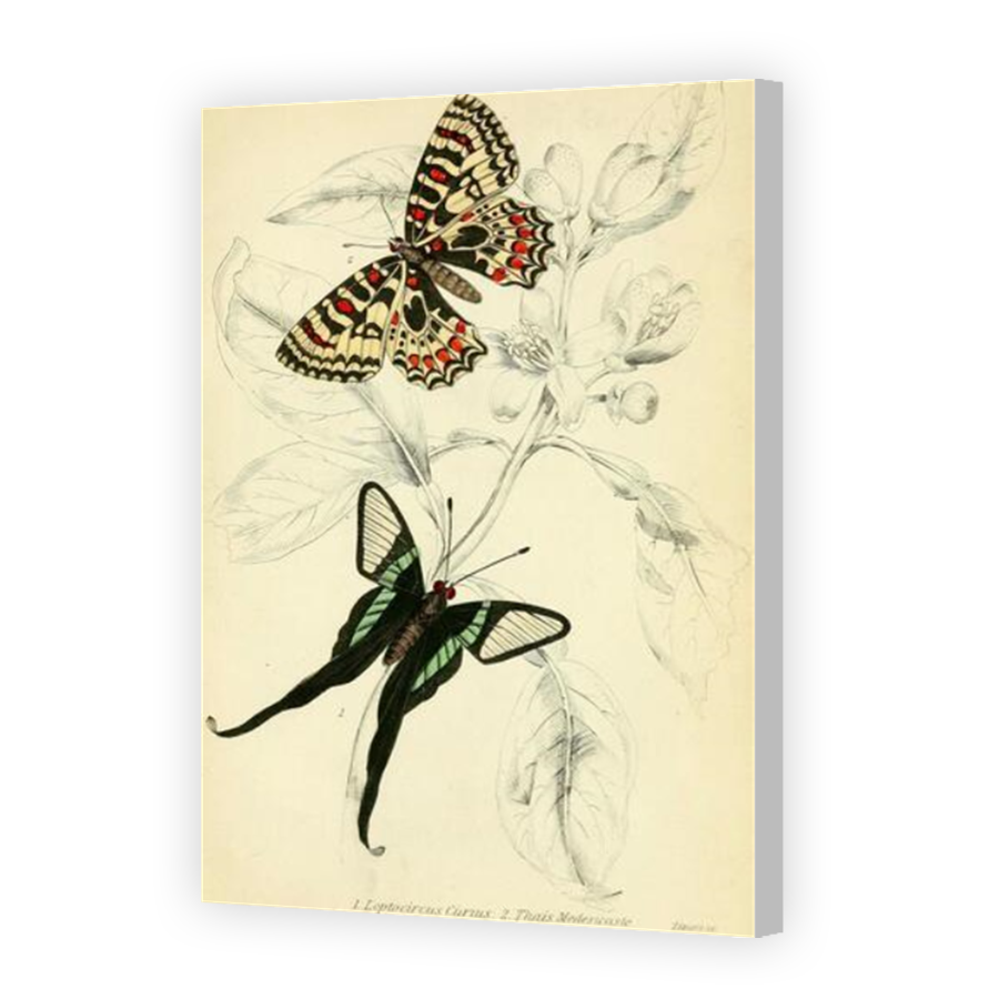 Thumbnail for Canvas - Coloured Canvas Wrap