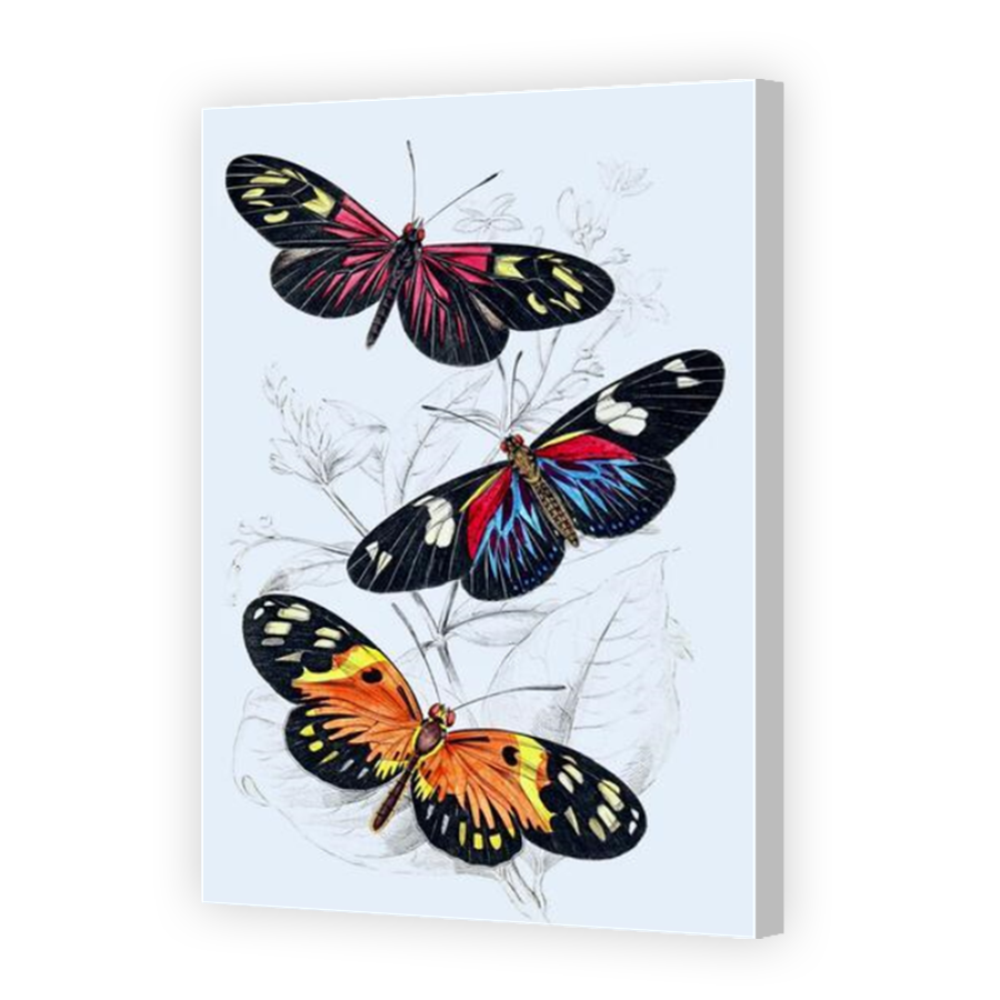 Thumbnail for Canvas - Coloured Canvas Wrap