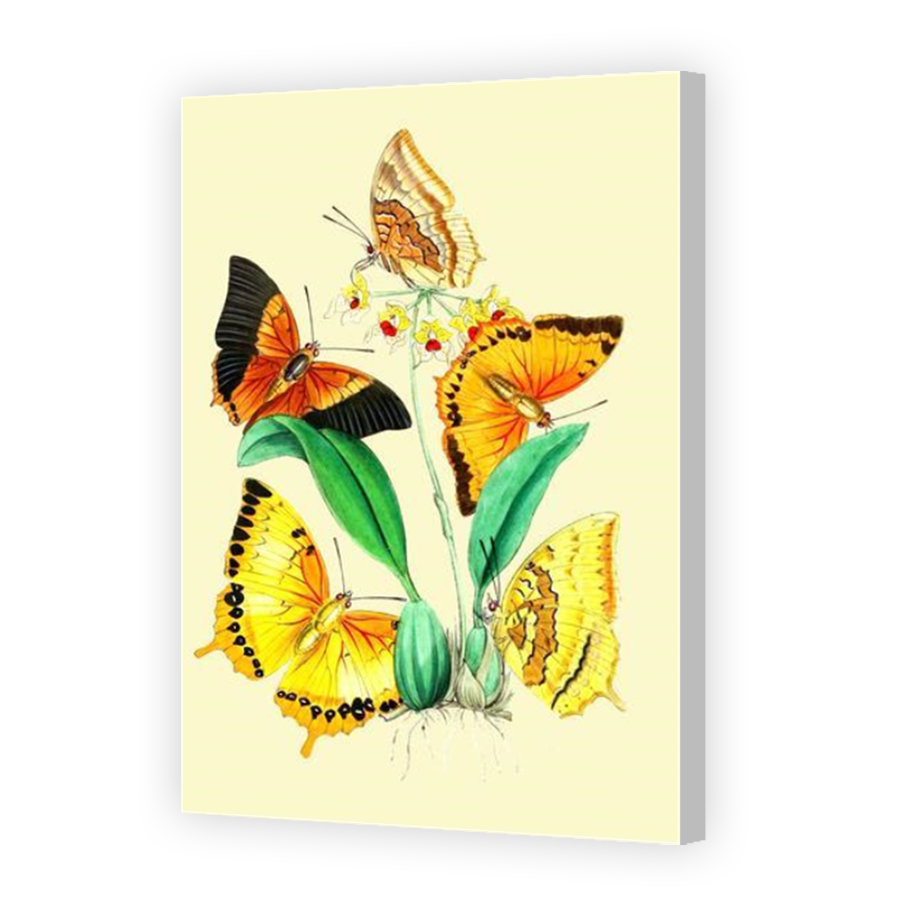 Thumbnail for Canvas - Coloured Canvas Wrap