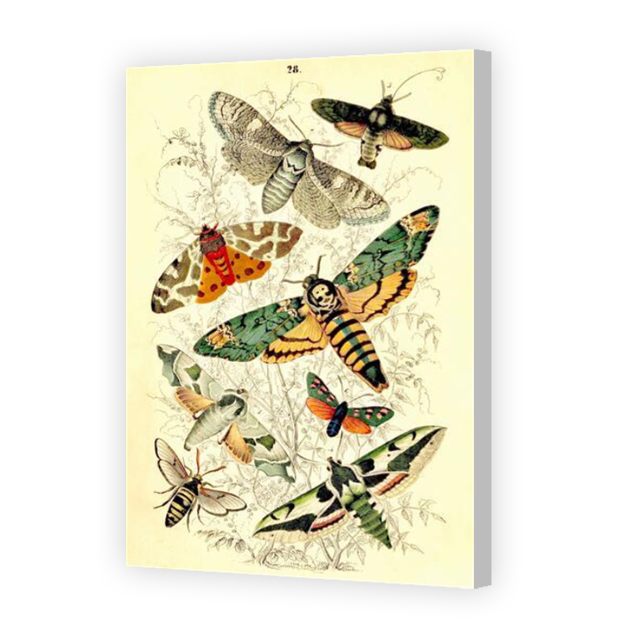 Thumbnail for Canvas - Coloured Canvas Wrap