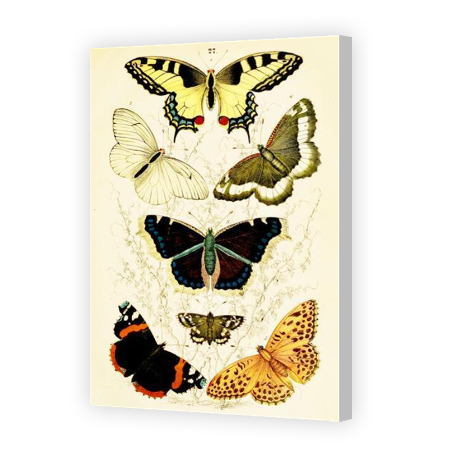 Thumbnail for Canvas - Coloured Canvas Wrap
