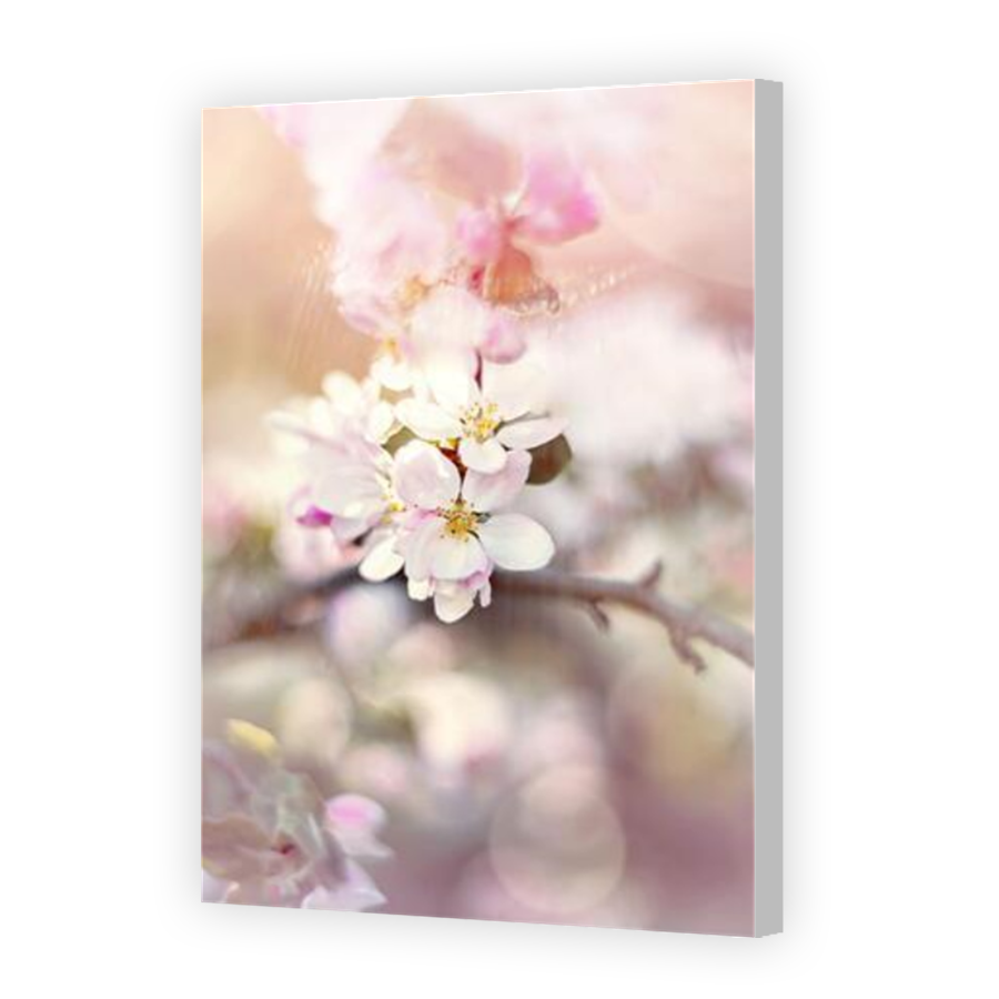 Thumbnail for Canvas - Coloured Canvas Wrap