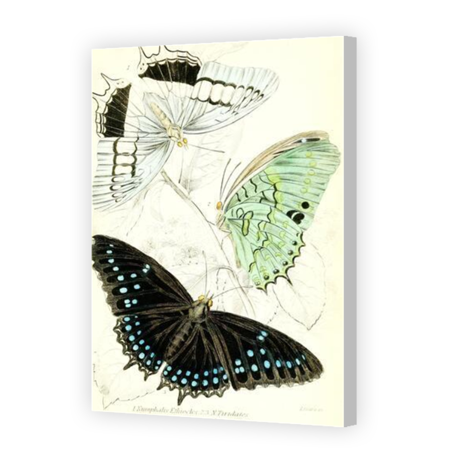 Thumbnail for Canvas - Coloured Canvas Wrap