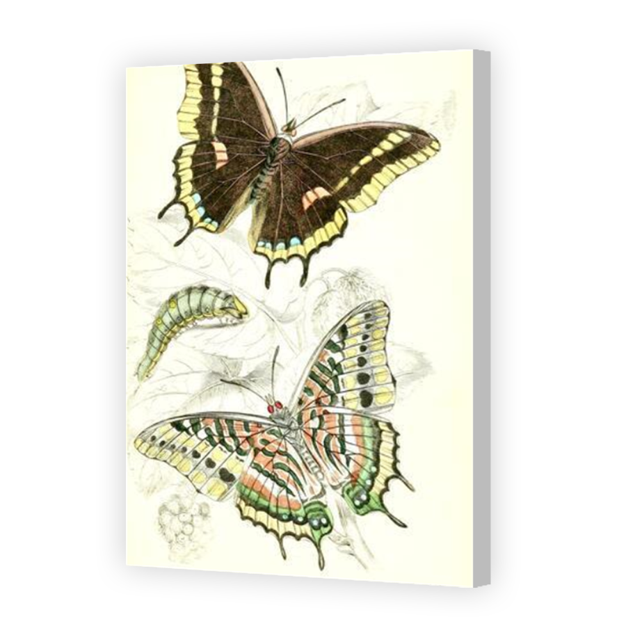 Thumbnail for Canvas - Coloured Canvas Wrap