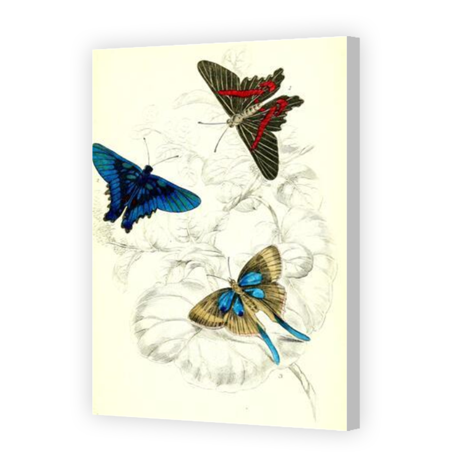 Thumbnail for Canvas - Coloured Canvas Wrap