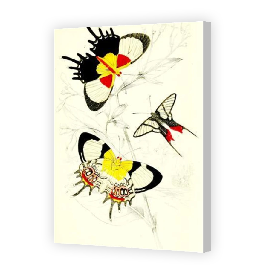 Thumbnail for Canvas - Coloured Canvas Wrap