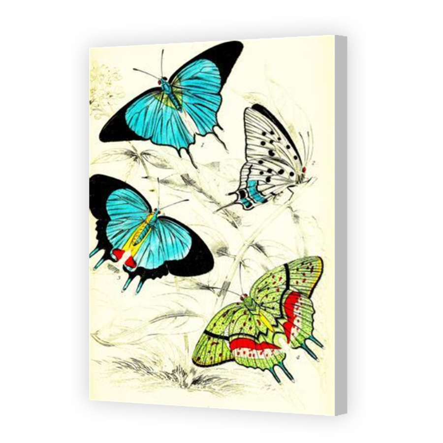 Thumbnail for Canvas - Coloured Canvas Wrap