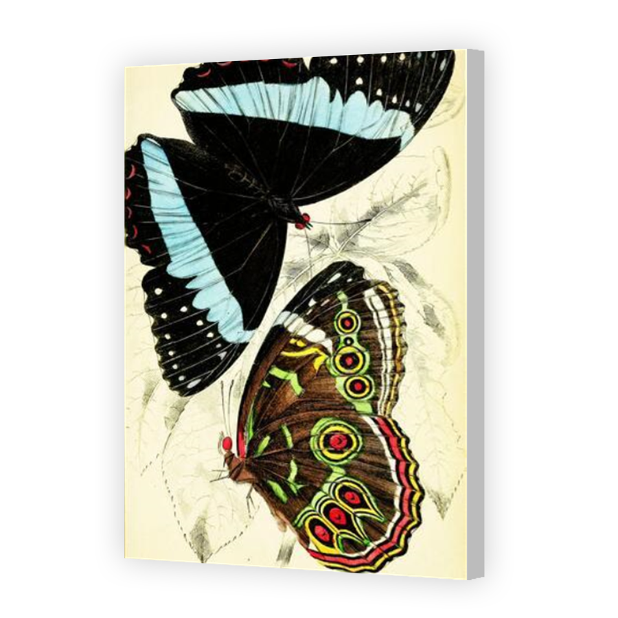 Thumbnail for Canvas - Coloured Canvas Wrap