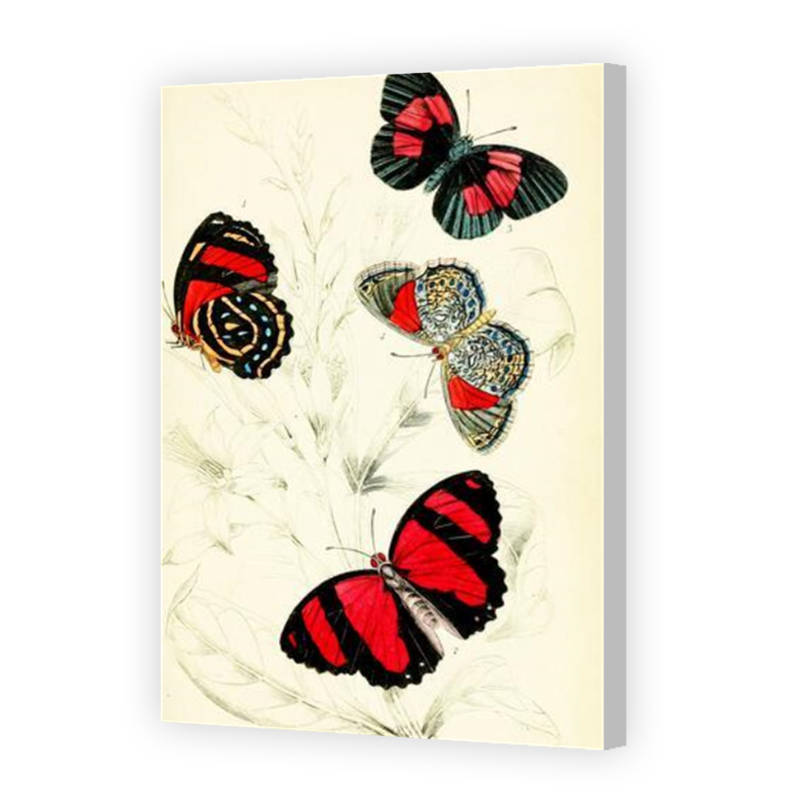 Thumbnail for Canvas - Coloured Canvas Wrap