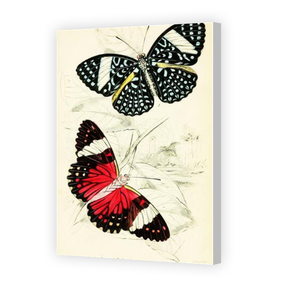Thumbnail for Canvas - Coloured Canvas Wrap