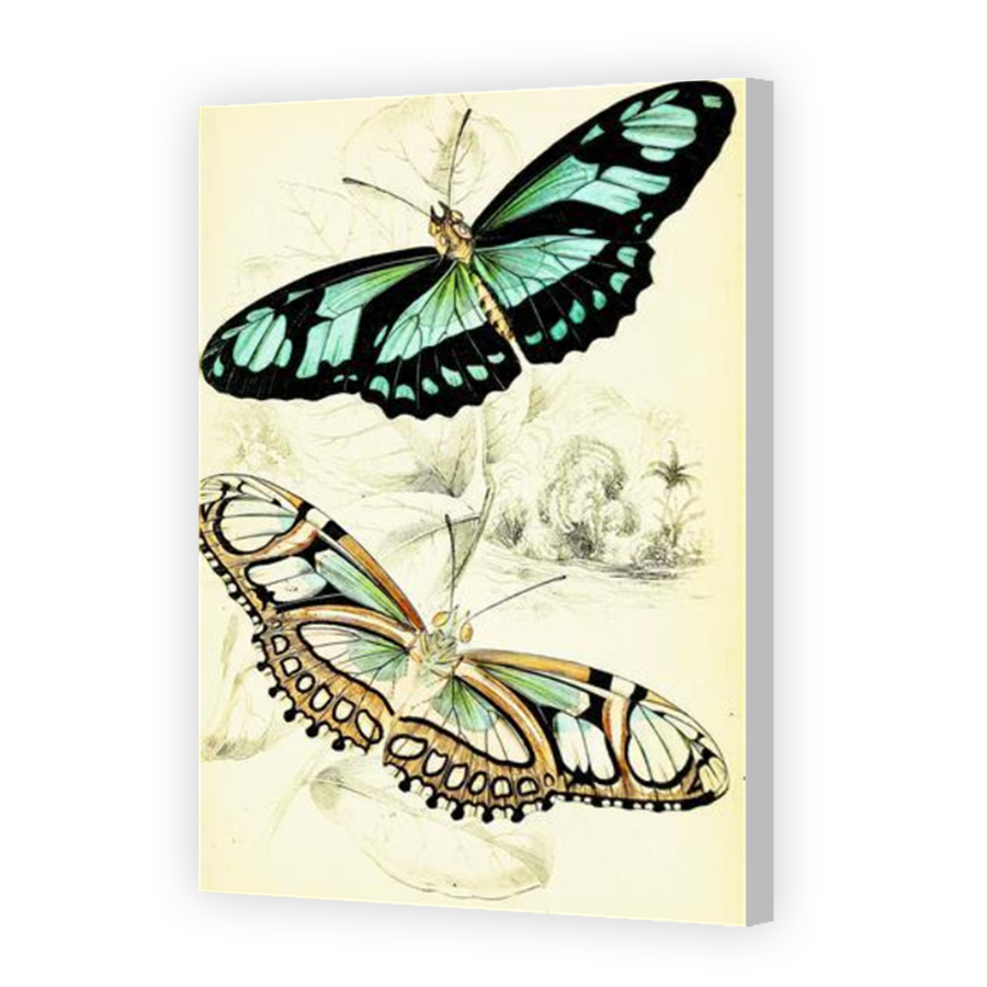 Thumbnail for Canvas - Coloured Canvas Wrap