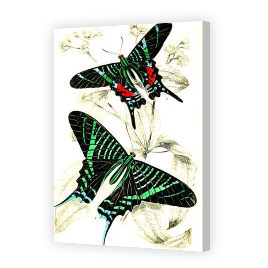 Thumbnail for Canvas - Coloured Canvas Wrap
