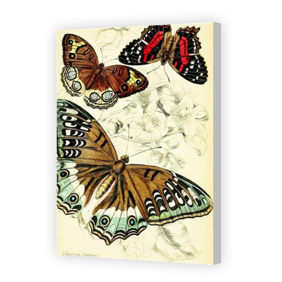 Thumbnail for Canvas - Coloured Canvas Wrap