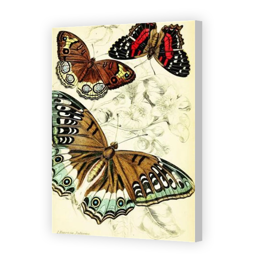 Thumbnail for Canvas - Coloured Canvas Wrap