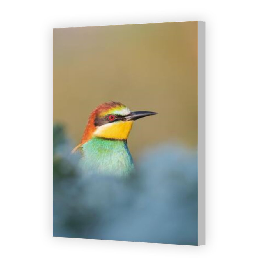 Thumbnail for Canvas - Coloured Canvas Wrap