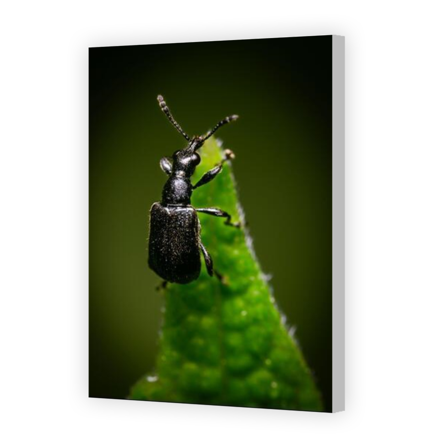 Thumbnail for Canvas - Coloured Canvas Wrap