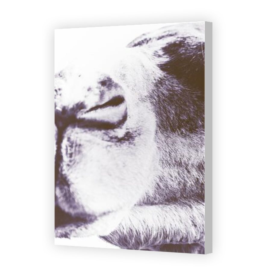 Thumbnail for Canvas - Coloured Canvas Wrap
