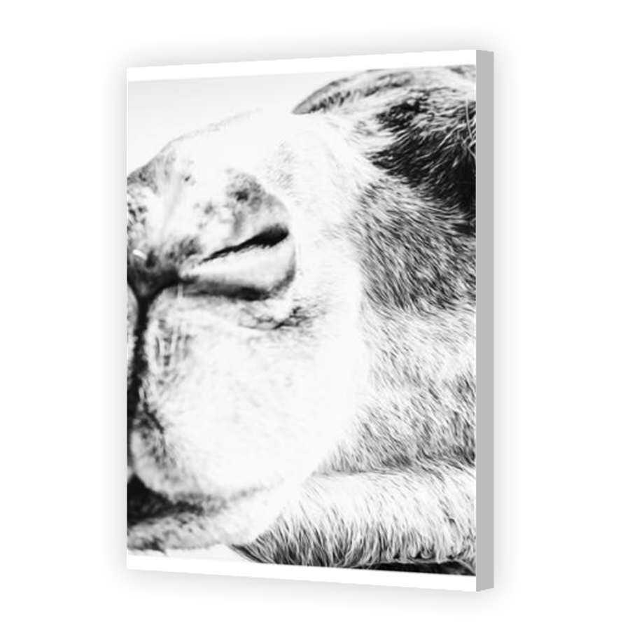 Thumbnail for Canvas - Coloured Canvas Wrap