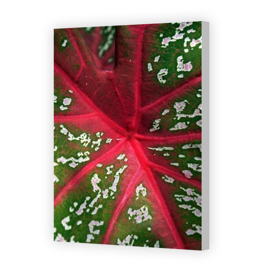 Thumbnail for Canvas - Coloured Canvas Wrap